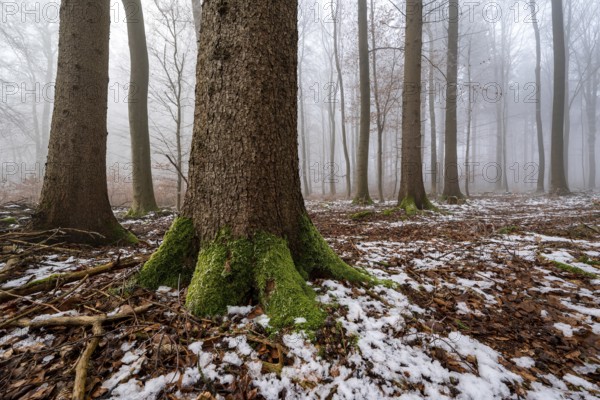 Mystical fog creates an atmospheric lighting atmosphere in an idyllic deciduous forest with moss-covered tree trunks and remnants of snow on the ground, Bad Pyrmont, Lower Saxony, Germany
