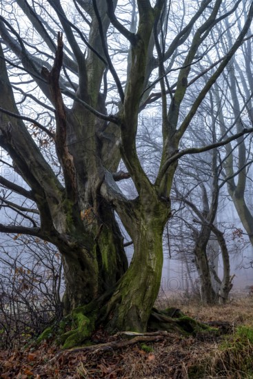 Native tree with gnarled branches and moss-covered tree trunk on the edge of a foggy forest in winter, Bad Pyrmont, Lower Saxony, Germany