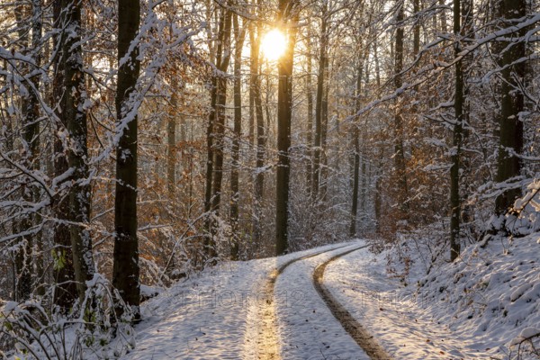 Traces on a snowy forest path between slender, tall trees with remnants of autumnal foliage, winter, Bad Pyrmont, Lower Saxony, Germany