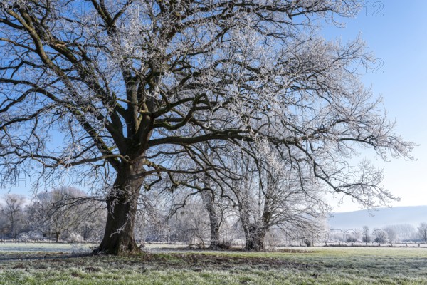 Ancient oak covered with frost on a frosty winter day in the Emmerwiesen, Bad Pyrmont, Lower Saxony, Germany