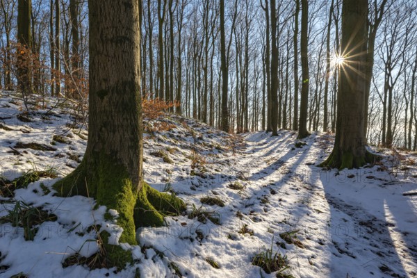The rays of the evening sun fall on the hiking trail around Herlingsburg on a clear winter day, Lügde, North Rhine-Westphalia, Germany
