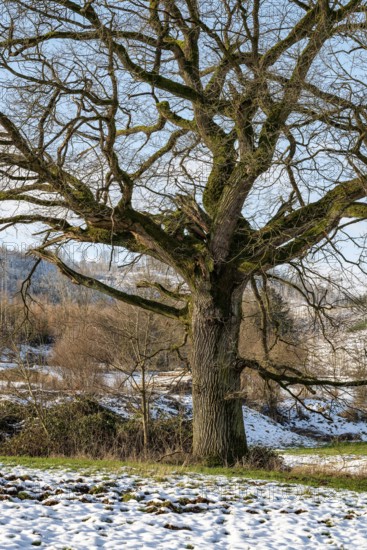 Mighty old oak tree with gnarled branches on a pasture covered with remnants of snow in Uhlensental, Lügde, North Rhine-Westphalia, Germany