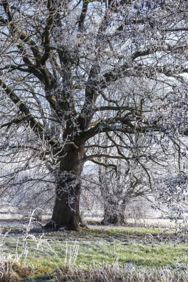 Ancient oak covered with frost on a frosty winter day in the Emmerwiesen, Bad Pyrmont, Lower Saxony, Germany
