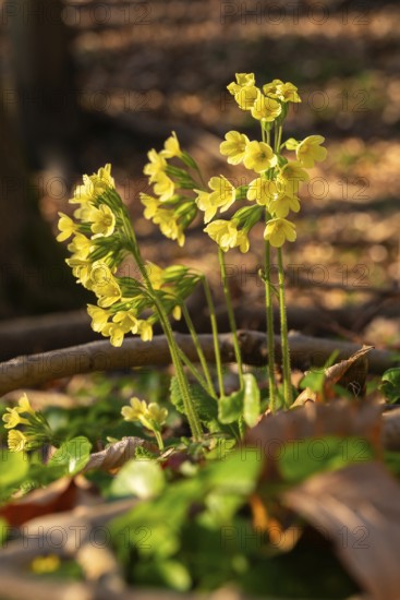Cowflowers (Primula veris) with yellow blooming inflorescences at the bottom of a forest in spring, Germany