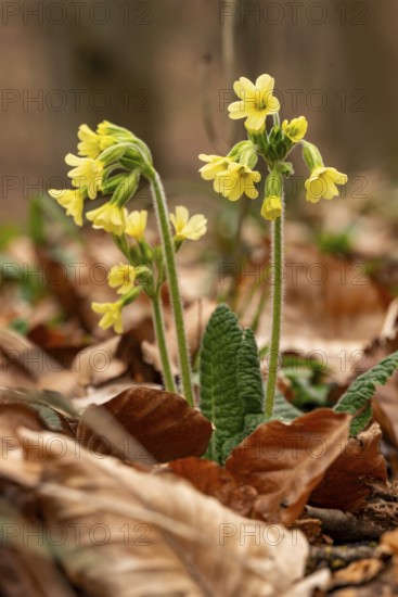 Close-up of cowflowers (Primula veris) with yellow blooming inflorescence on the leafy ground of a forest in spring, Germany
