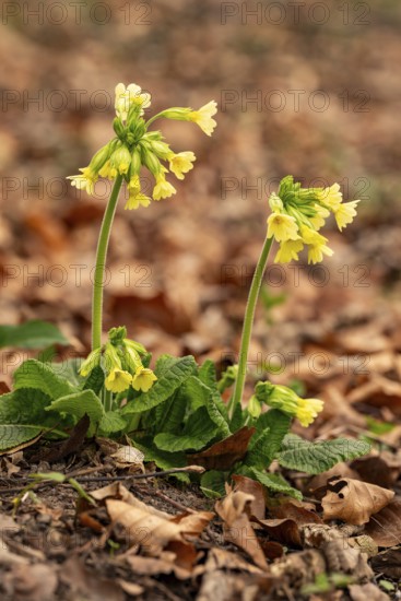 Two cowflowers (Primula veris) with yellow-blooming inflorescence on the leafy soil of a forest in spring, Germany