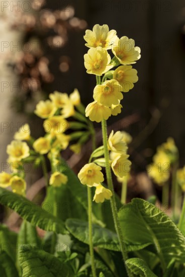 Close-up of a cowslip (Primula veris) with yellow blooming inflorescence at the bottom of a forest in spring, Germany