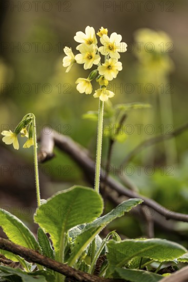Close-up of a cowslip (Primula veris) in light backlight with yellow blooming inflorescence at the bottom of a forest in spring, Germany
