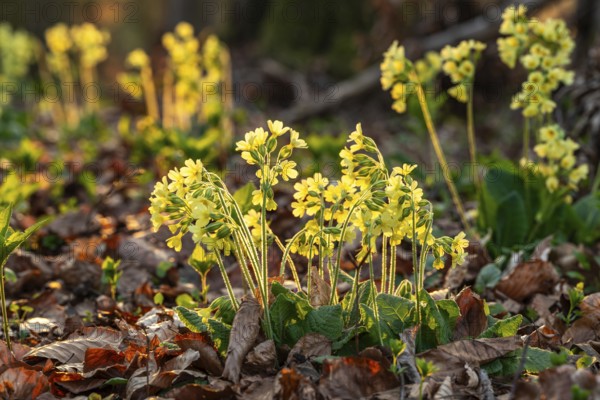Groups of cowslip (Primula veris) with yellow blooming inflorescences in backlight, on the leafy soil of a forest in spring, Germany