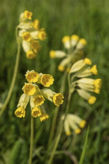 Common cowflowers (Primula veris) with yellow blooming inflorescence in a meadow in spring, Germany