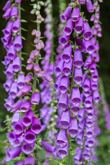 Violet-blooming inflorescences of Foxglove (Digitalis purpurea) in a forest, Germany
