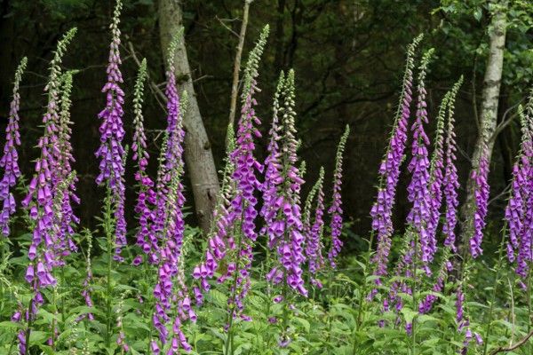 Violet-blooming inflorescences of Foxglove (Digitalis purpurea) in a forest, Germany