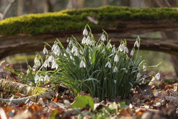 Common or small snowdrops (Galanthus nivalis) at the bottom of a forest in spring, Germany