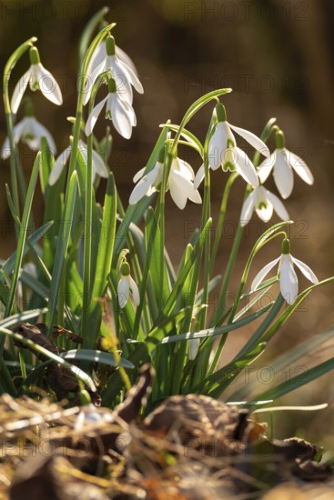 Common or small snowdrops (Galanthus nivalis) at the bottom of a forest in spring, Germany