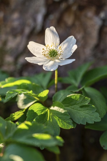 Close-up of a bush anemone or bush wind drone (Anemone nemorosa, synonym: Anemonoides nemorosa) at the bottom of a forest in spring, Germany