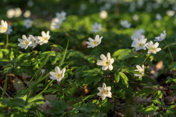 Group of wood anemones or bush anemones (Anemone nemorosa, synonym: Anemonoides nemorosa) at the bottom of a forest in spring, Germany