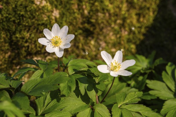 Close-up of two wood anemones or bush anemones (Anemone nemorosa, synonym: Anemonoides nemorosa) at the bottom of a forest in spring, Germany