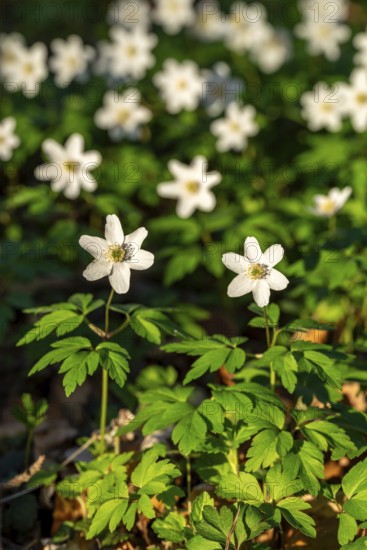 Group of wood anemones or bush anemones (Anemone nemorosa, synonym: Anemonoides nemorosa) at the bottom of a forest in spring, Germany