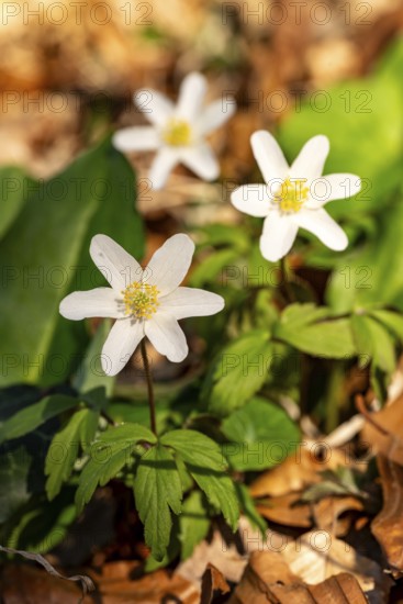 Close-up of three wood anemones or bush anemones (Anemone nemorosa, synonym: Anemonoides nemorosa) at the bottom of a forest in spring, Germany