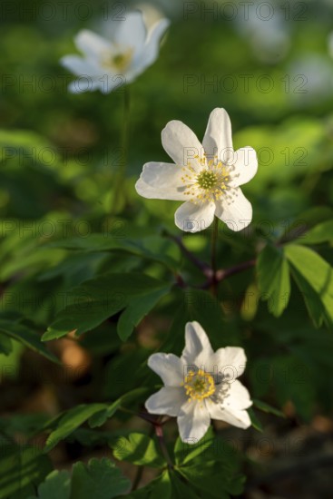 Close-up of wood anemones or bush anemones (Anemone nemorosa, synonym: Anemonoides nemorosa) at the bottom of a forest in spring, Germany
