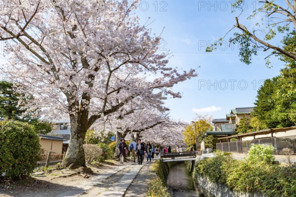 Footpath along a canal, cherry blossoms in spring, Philosopher's Path or Tetsugaku no michi, Kyoto, Japan