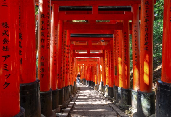 Walk through hundreds of red traditional torii gates, Fushimi Inari Taisha, Shinto Shrine, Fushimi Inari-taisha Okusha Hohaisho, Kyoto, Japan