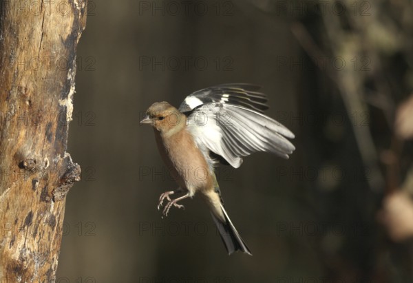 Chaffinch (Fringilla coelebs) male in flight, approach to forage wood, winter feeding, Allgäu, Bavaria, Germany, Allgäu, Bavaria, Germany