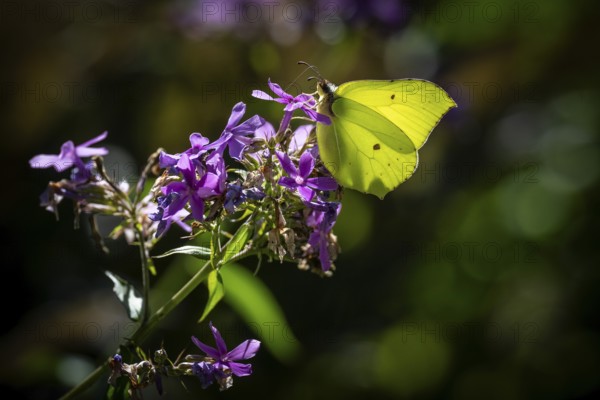 Lemon butterfly (Gonepteryx rhamni) sits on purple flowers of a flame flower or phlox, Finland