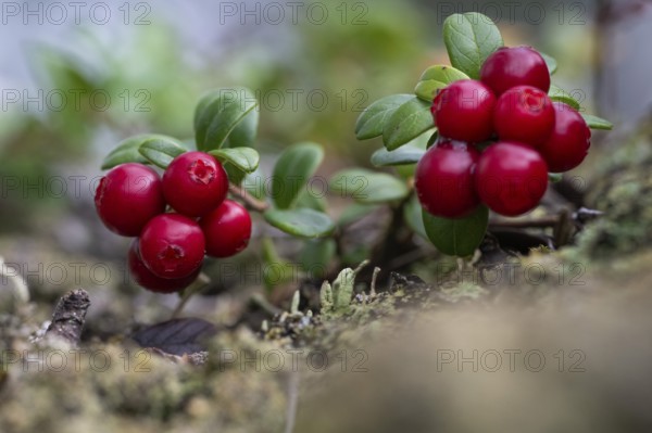 Ripe red shiny cranberries (Vaccinium vitis-idaea), forest, Sweden