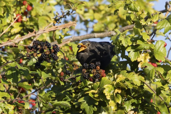 Eurasian blackbird (Turdus merula) adult male bird feeding on a blackberry in a hedgerow in the summer, England, United Kingdom