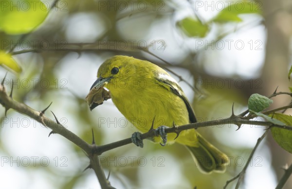Common Iora (Aegithina tiphia) on a tree branch in Sreepur, Bangladesh