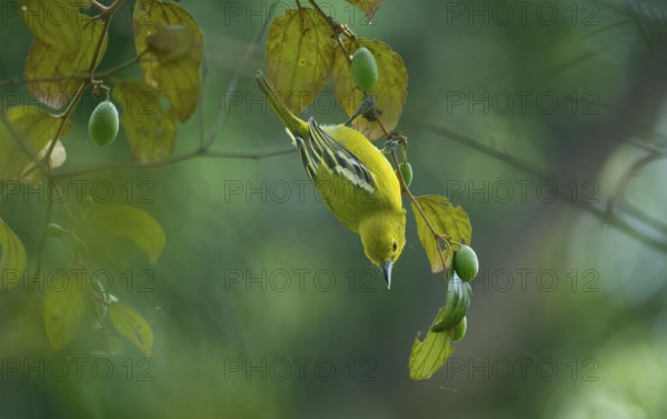 Common Iora (Aegithina tiphia) hanging from a tree branch, Gazipur, Bangladesh