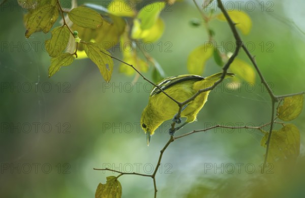 Common Iora (Aegithina tiphia) sitting on a tree branch, Gazipur, Bangladesh