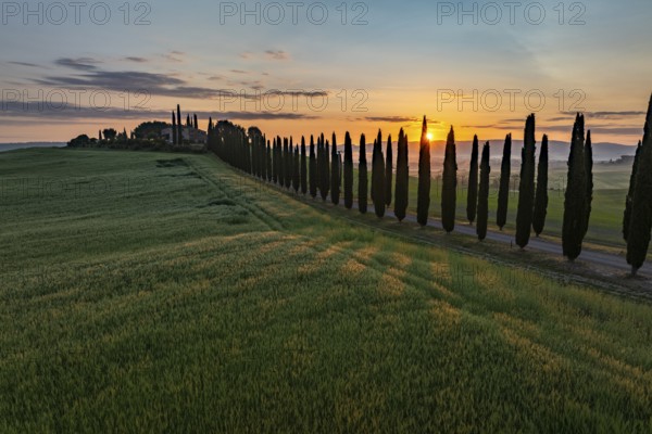 Poggio Covili estate with cypress alley (Cupressus) at sunrise, near San Quirico d'Orcia, Val d'Orcia, Siena Province, Tuscany, Italy