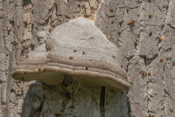 Mushroom grows on the bark of an old tree in a green forest. The sun shines through the leaves and creates a peaceful atmosphere. Invasion of Asian ladybugs. Bas Rhin, Alsace, France