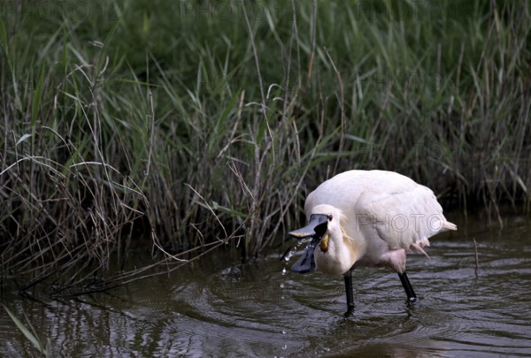 Spoonbill (Platalea leucorodia) looking for food in shallow water with drops of water in its open beak. Texel, North Holland, Netherlands