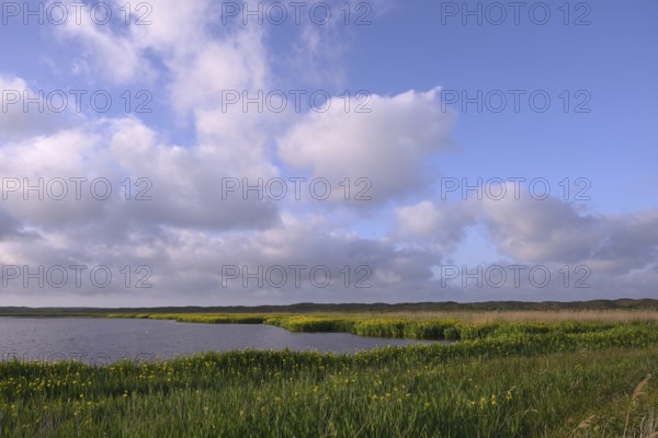 Blooming marsh iris (Iris peudacorus) in the wetland in dune landscape, Texel, North Holland, the Netherlands