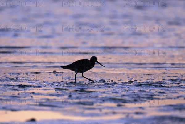 Pod-tailed woodcock (Limosa lapponica) in backlight on the beach, Texel, North Holland, the Netherlands