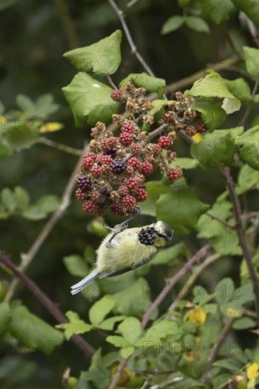 Blue tit (Cyanistes caeruleus) adult bird in a hedgerow feeding on blackberries in summer, England, United Kingdom