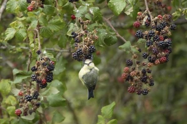 Blue tit (Cyanistes caeruleus) adult bird in a hedgerow on blackberries in summer, England, United Kingdom