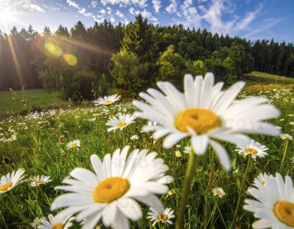 A sunlit meadow with daisies against a forest backdrop under a blue sky, Late summer country landscape with daisies meadow and sunbeams, forest in blurred background, hilly landscape in sunrise or sunset, tranquil nature template or poster for beauty of nature, AI generated