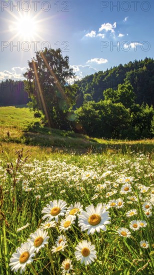 A sunlit meadow with daisies against a forest backdrop under a blue sky, Late summer country landscape with daisies meadow and sunbeams, forest in blurred background, hilly landscape in sunrise or sunset, tranquil nature template or poster for beauty of nature, AI generated