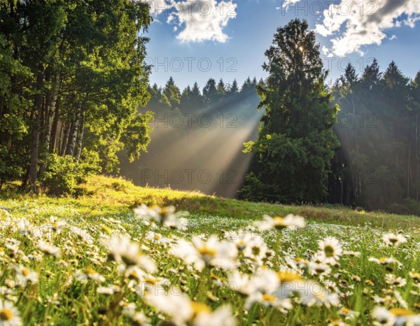 A sunlit meadow with daisies against a forest backdrop under a blue sky, Late summer country landscape with daisies meadow and sunbeams, forest in blurred background, hilly landscape in sunrise or sunset, tranquil nature template or poster for beauty of nature, AI generated