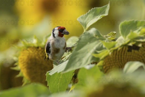 European goldfinch (Carduelis carduelis) adult bird feeding on a sunflower seed in a field of sunflowers, England, United Kingdom