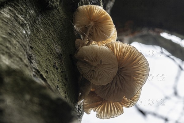 Ringed beech mucida (Oudemansiella mucida), Emsland, Lower Saxony, Germany
