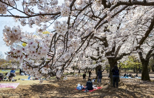 People picnicking under cherry blossoms in Yoyogi Park, Hanami Festival, Shibuya District, Tokyo, Japan