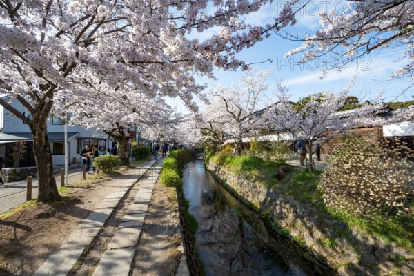 Footpath along a canal, cherry blossoms in spring, Philosopher's Path or Tetsugaku no michi, Kyoto, Japan