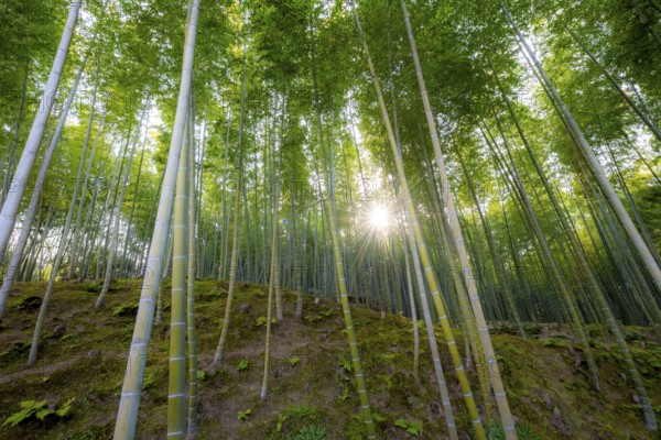Towering bamboo stems in Arashiyama bamboo forest, with sun star, Kyoto, Japan