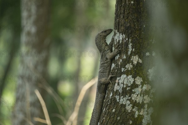 A lizard gripping a tree trunk in a dense, natural outdoor environment, Garipur, Bangladesh