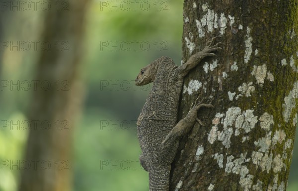 A Bengal monitor or Indian monitor (Varanus bengalensis) climbing a tree in an outdoor environment surrounded by greenery, Garipur, Bangladesh